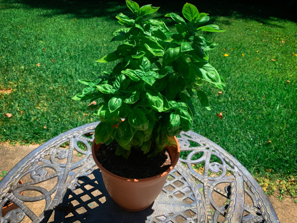 a fresh basil plant